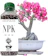 CPC Fertilizante Adubo para Rosa do Deserto 1