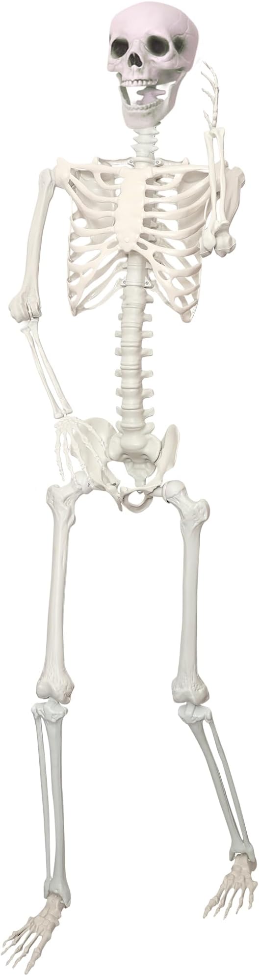 Esqueleto Gigante Articulado 1