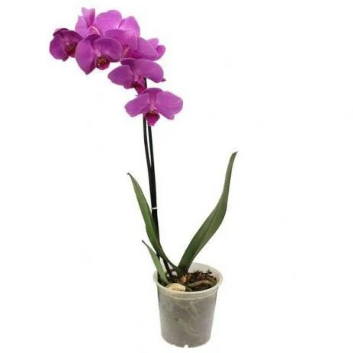 Vaso Plástico Pote 12 Orquídea Transparente 4