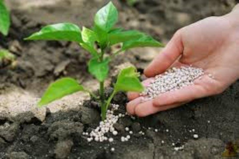 Adubo Fertilizante NPK 04-14-08 3