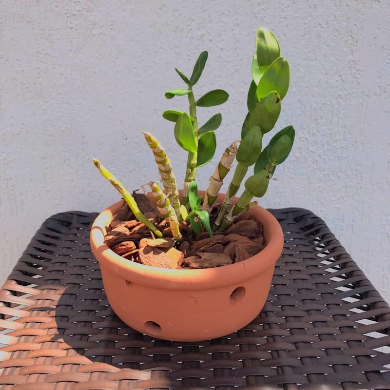 Vaso para Orquídeas de Cerâmica Furado 18 cm 4