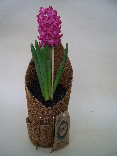 Kit 3 Vasos Fibra de Coco para Pendurar Orquídeas em Árvore 4