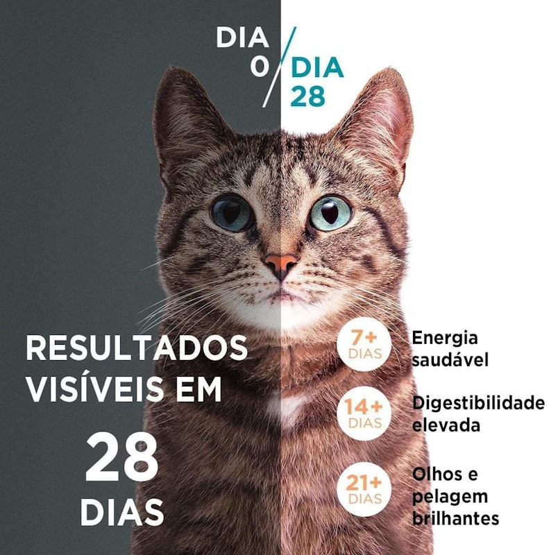 Ração Seca para Gatos Adultos Castrados Todas as Raças Frango e Salmão 2