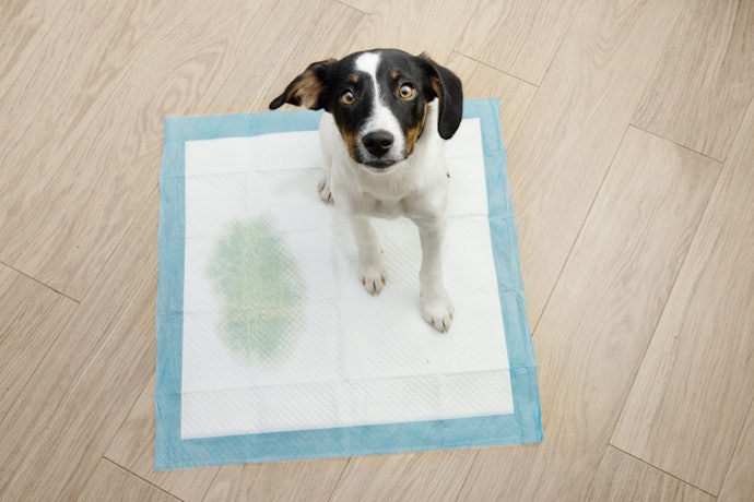 Para Conseguir Monitorar a Saúde Urinária do Seu Cão, Prefira Tapetes Higiênicos Brancos
