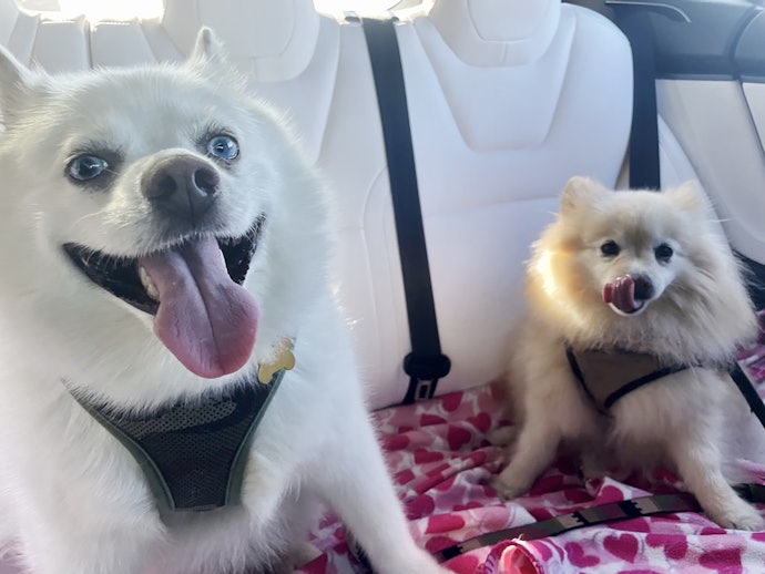 Passeia com 2 Cães ao Mesmo Tempo? Aposte no Cinto de Segurança Duplo