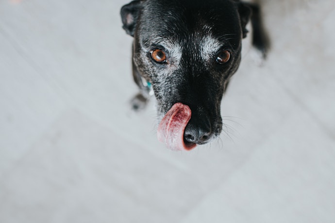 A Ração Premium para Cachorro Sabor Frango Costuma Ser Bem Aceita