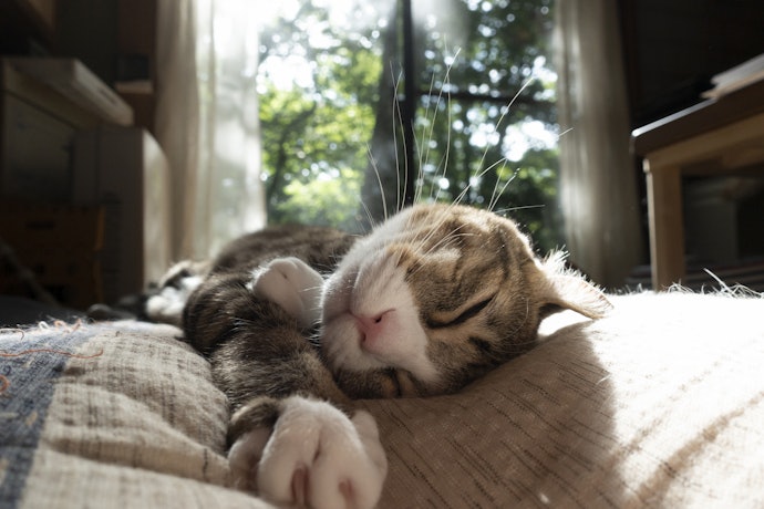 Confira o Material de Enchimento da Cama para Gato, se Espuma ou Fibra