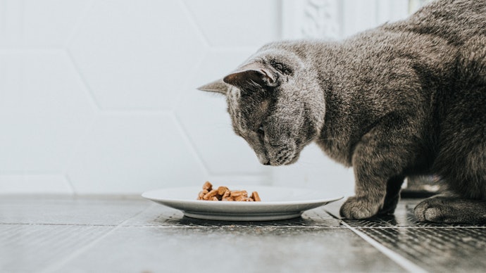 Sachês com Mais de 8% de Proteína e 80% de Umidade Garantem uma Alimentação Adequada