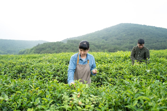 Chá Mate Orgânico É Ideal para Quem Procura Mais Saúde e Sustentabilidade