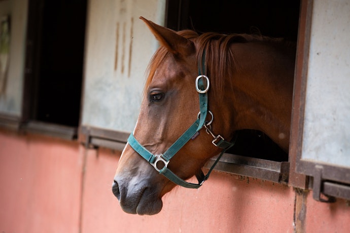 Para Evitar o Desgaste, Prefira o Cabresto para Cavalos com Materiais Reforçados, como Nylon