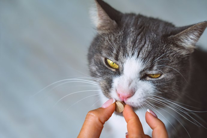 Se Quer Reforçar a Imunidade do Pet, Prefira Probióticos para Cães e Gatos com Vitaminas