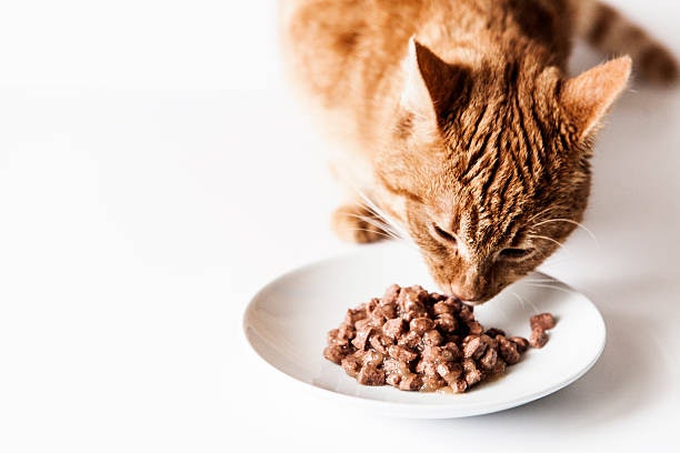 Prefira o Sachê Classificado como Alimento Completo, que Oferece Nutrientes Balanceados