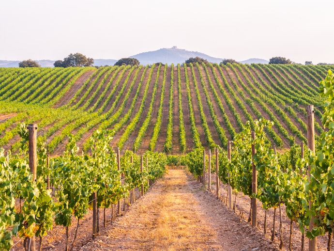 A Borgonha É uma Região Famosa Pelos Vinhos Mais Encorpados e Elegantes