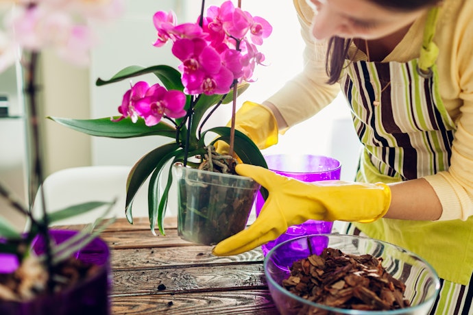 Um Bom Adubo para Orquídea Florir Deve Ser Rico em Fósforo e Potássio