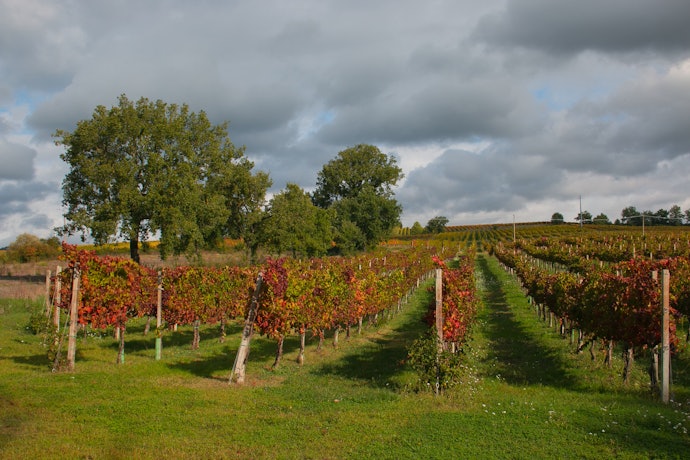 O Terroir Faz Diferença. Por Isso, Confira a Região Produtora