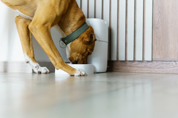Escolha a Capacidade Ideal do Comedouro Automático, Entre 2 e 10 L, para o Porte do seu Pet