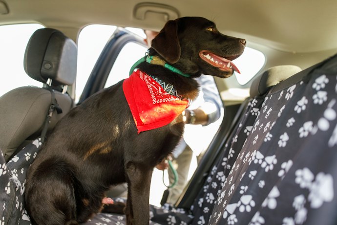 Para Conforto do Pet, Prefira uma Capa Protetora para Carros Pet com Fundo Rígido