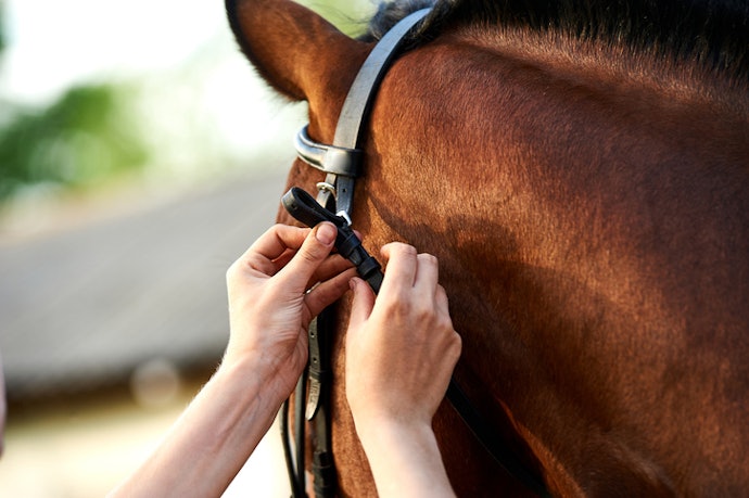 Escolha o Tamanho Ideal do Cabresto de Acordo com o Porte do Cavalo