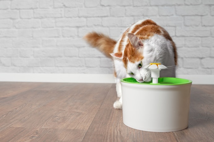 Para Ter um Recipiente Saudável, Prefira Bebedouro para Gato de Inox ou Cerâmica