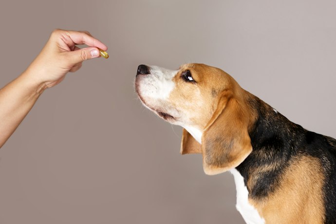 Seu Pet Está em Recuperação ou Usando Antibióticos? Escolha Probióticos com Prebióticos