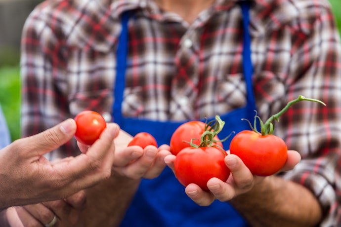 Se Consome Molho de Tomate Frequentemente, Considere um Produto Orgânico