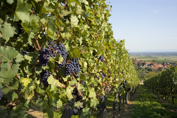 Para Taninos Macios e Preço Justo, Escolha Vinhos Tintos Secos Chilenos