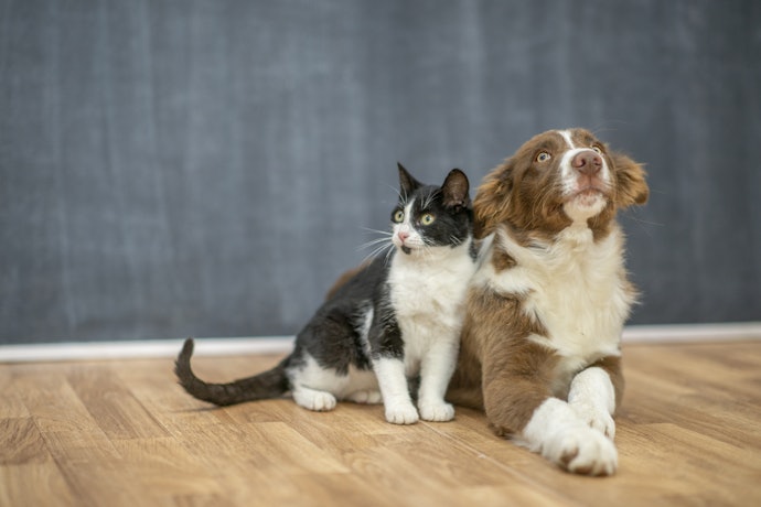 Vitaminas para Cachorro Também Podem Ser Indicadas para Outros Animais, Fique de Olho!