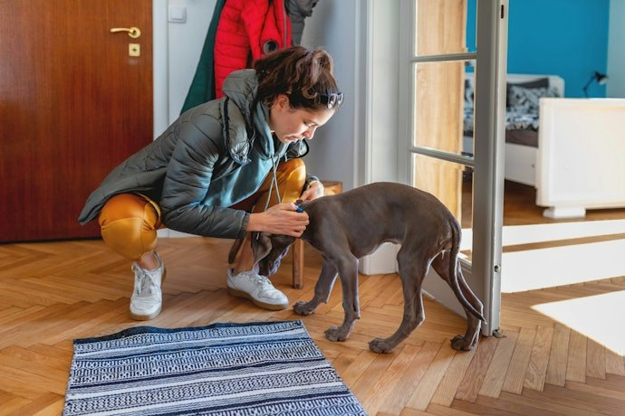 Para os Pets Ficarem Protegidos por Mais Tempo, Prefira uma Coleira Antipulgas que Dura 8 Meses