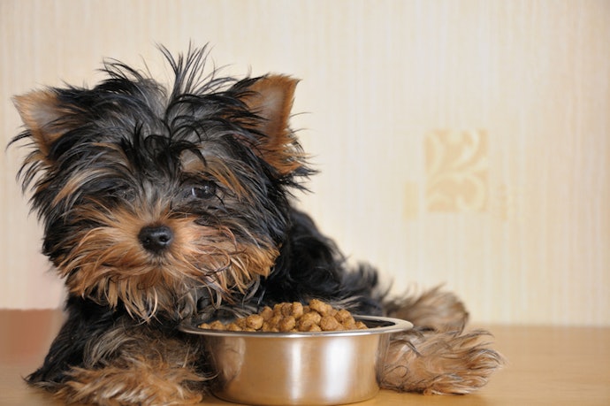 O Cachorro É Filhote? Escolha Ração Específica para a Fase