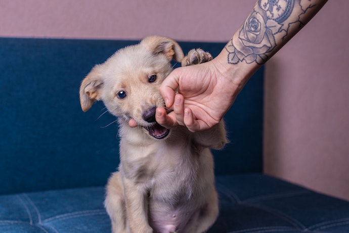 Apoie a Causa Animal Comprando uma Pomada para Tatuagem Cruelty-Free e Vegana
