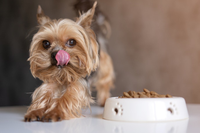 Se Seu Cachorro Tem Alergia Alimentar, Prefira Ração Hipoalergênica ou Grain-Free