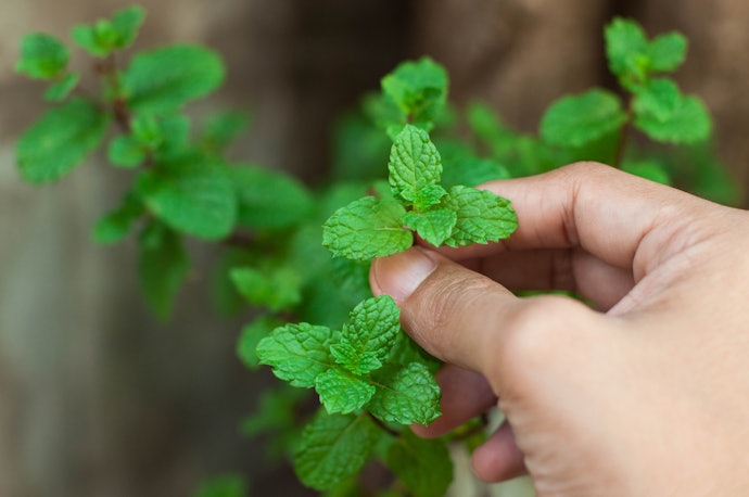 Para Bebidas Mais Naturais, Prefira Chás de Hortelã Orgânicos ou sem Ingredientes Artificiais