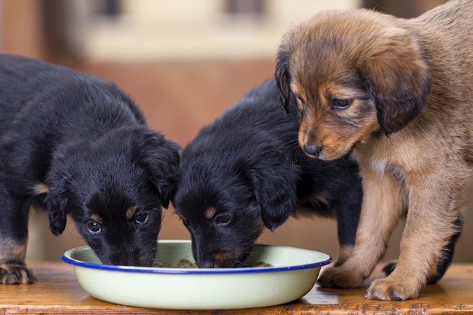 Veja Se a Ração Premium para Cachorros é Indicada para Filhotes ou Adultos