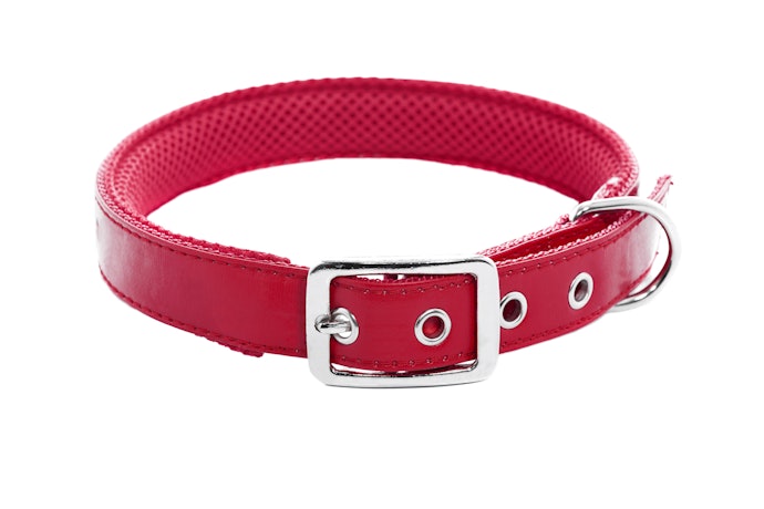 Coleiras para Cachorro Variam de 32 a 70 cm! Compre a Ideal para o Porte do Seu Pet
