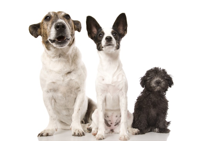 Considere o Porte do Seu Cachorro