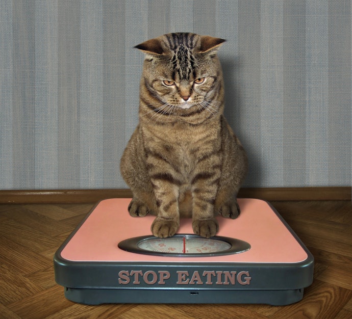 Para um Uso Seguro, Escolha o Antipulgas Indicado para a Idade e Peso do Gato