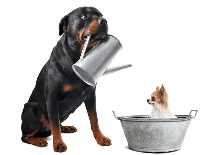 Escolha um Brinquedo Adequado para o Porte do Seu Cão