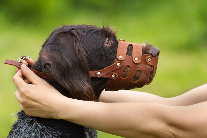 Para a Segurança do Seu Cão, Observe o Tipo de Fecho da Focinheira