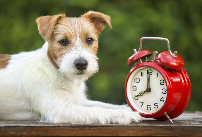 Para Proteção Prolongada, Opte por Antipulgas para Cachorro que com 30 Dias ou Mais de Ação