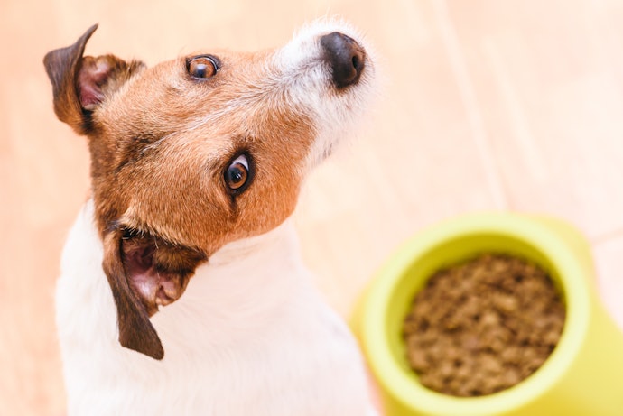 Salmão, Frango ou Carne? Considerar a Preferência de Sabor do Pet Facilita a Adaptação