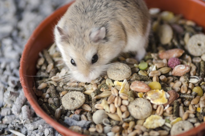 Evite Rações para Hamster com Corantes