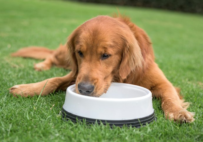 Defina a Capacidade de Acordo com o Tamanho do Cão