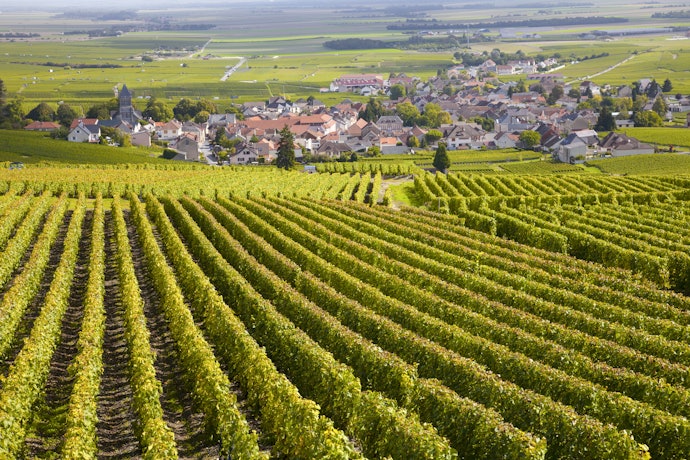 Verifique Qual a Região e o País Onde Foi Produzido o Vinho Pinot Noir