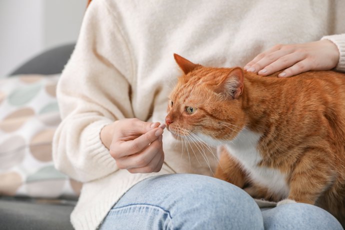 Buscando Remédio para Carrapato de Gato? Prefira Opções com Indicação Específica