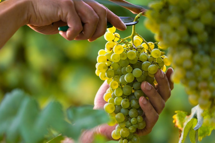 Os Tipos de Uva Comuns no Vinho Branco: Chardonnay, Sauvignon Blanc e Moscato. Veja Qual Prefere