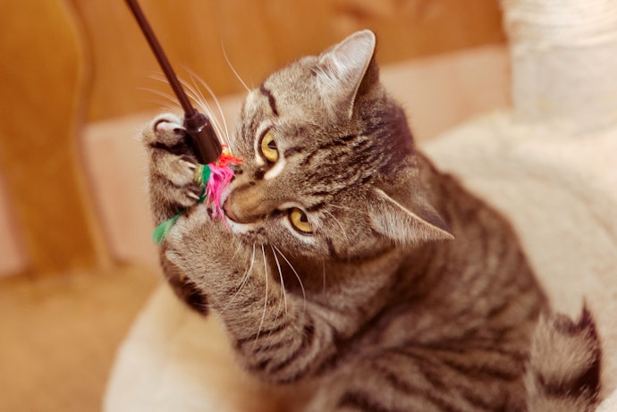 Escolha Brinquedos que os Gatos Queiram Caçar