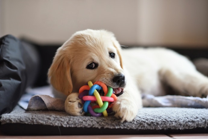 Considere a Idade do Seu Cãozinho para Escolher o Brinquedo Ideal