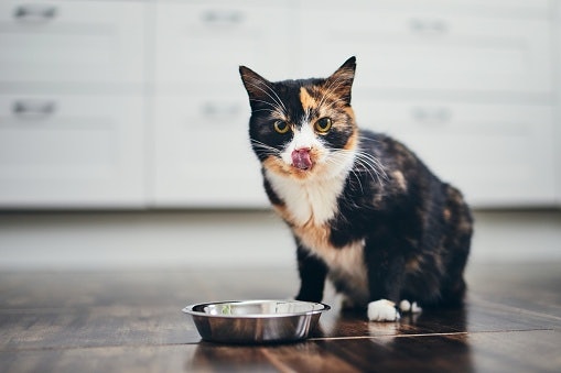 Observe as Opções para Gatos Idosos Castrados para Garantir o Controle do Peso