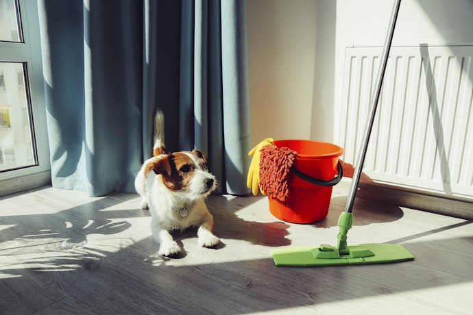 Prefira o Eliminador de Odores para Cães com Fragrância Suave