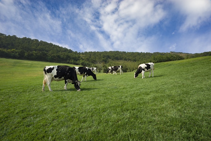 Manteigas Ghee de Vacas de Pasto Tendem a Ser Mais Saudáveis
